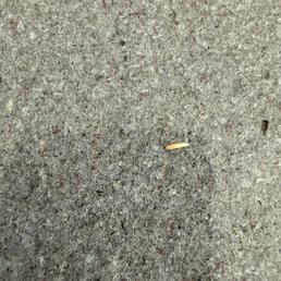 Worms Worms