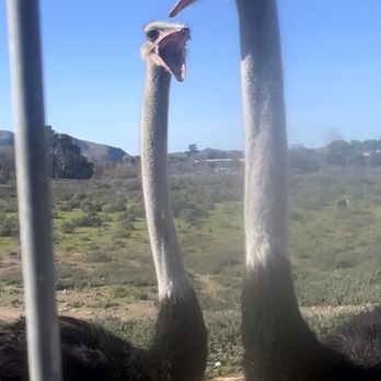 Ostrichland USA - Fiesty ostriches! - Attraction Farms Near Me - Solvang, California Ostrichland USA - Fiesty ostriches! - Attraction Farms Near Me - Solvang, California