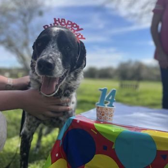 Bobbi Colorado's Canine Camp - Happy Birthday to OLLIE, he is 14 yrs.l old - Pet Training Near Me - Austin, Texas Bobbi Colorado's Canine Camp - Happy Birthday to OLLIE, he is 14 yrs.l old - Pet Training Near Me - Austin, Texas