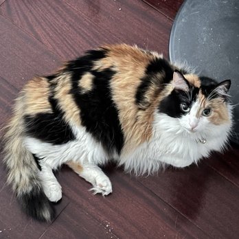 Happy Cat Grooming - Before the appointment; a loootttt of fur and way too hot for summer - Pet Groomers Near Me - Cypress, California
