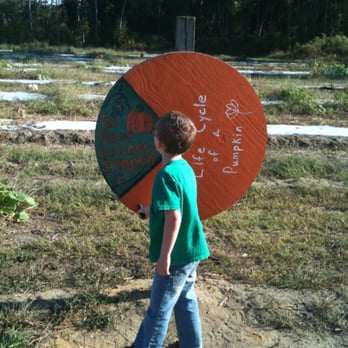 Madrac Farms - Pumpkin life cycle - Pick Your Own Farms Near Me - Rincon, Georgia Madrac Farms - Pumpkin life cycle - Pick Your Own Farms Near Me - Rincon, Georgia