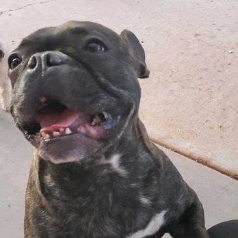 Red Mountain Pet Tender - That's a big French bull dog smile! - Pet Sitting Near Me - Ivins, Utah Red Mountain Pet Tender - That's a big French bull dog smile! - Pet Sitting Near Me - Ivins, Utah