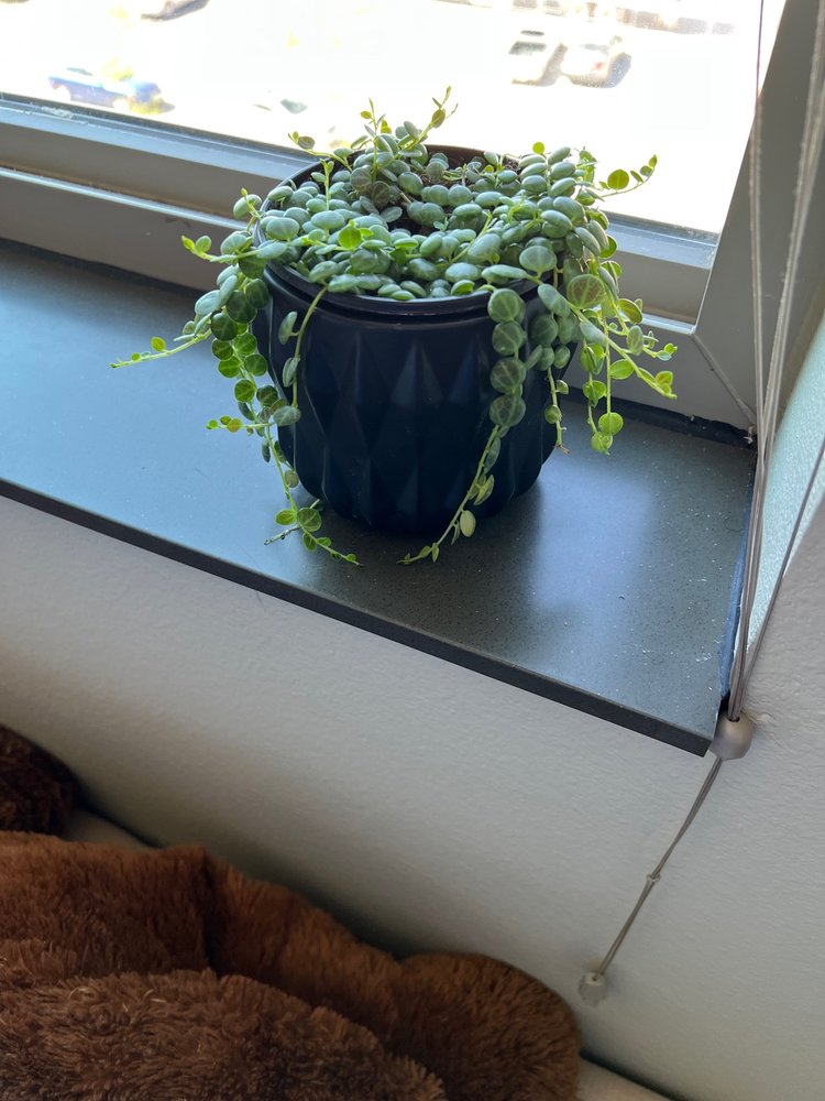 RENOVATION JUNGLE Updated August 2024 607 37th St, Des Moines, Iowa