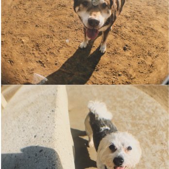 Wildcatters Dog Park - My pups enjoyed their park visit. - Dog Parks Near Me - Brea, California