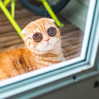 Luxury Kittens Scottish Fold - Pet Breeders Near Me - Los Angeles , California