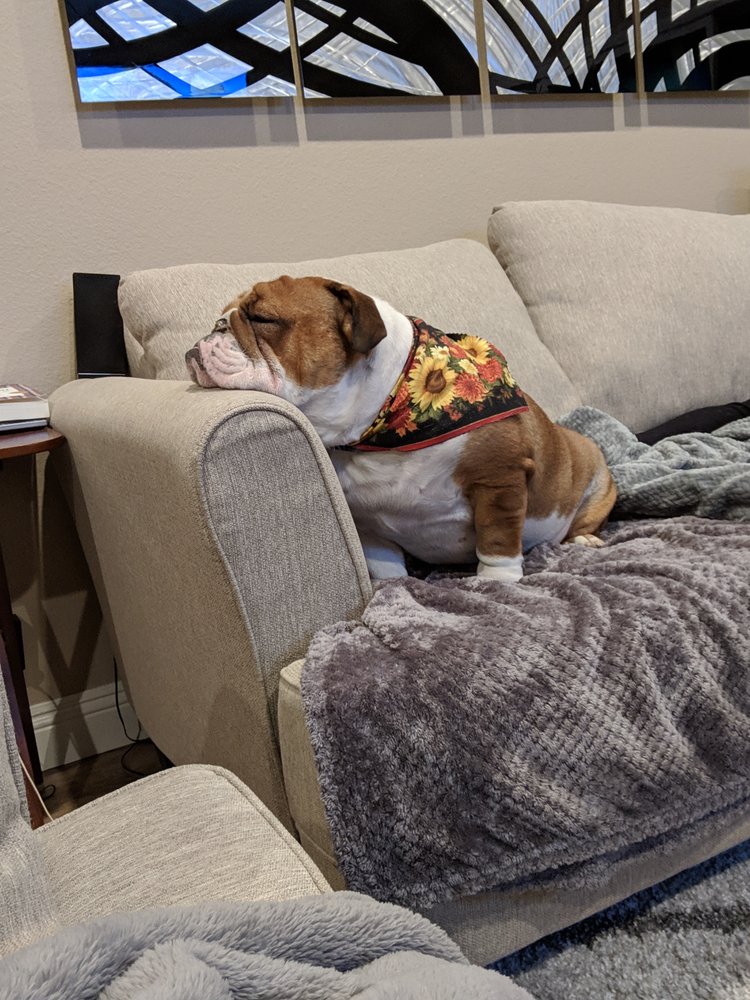 DAWG’S HOUSE OF GROOMING 32 Photos & 113 Reviews 5103 Richfield Rd