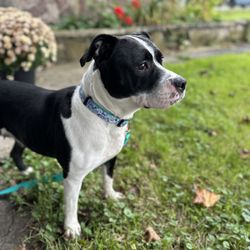 Verona Street Animal Society