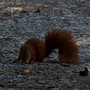 Photo of Wildpark Landsberg