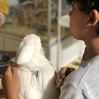Omar's Exotic Birds - Pet Stores Near Me - Brea, California
