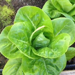 For Everyday Health - From the garden...