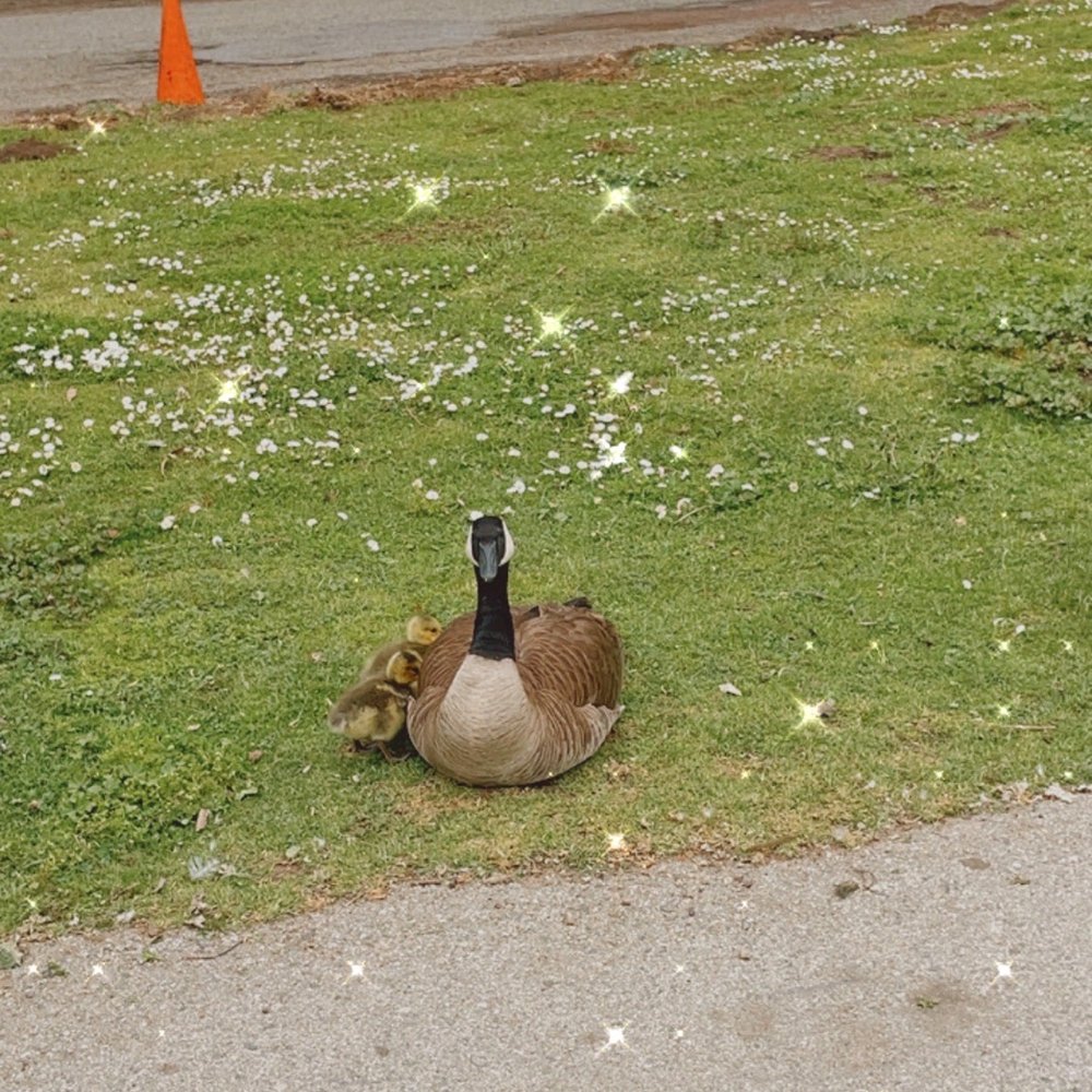 Mama goose w her gooslings Mama goose w her gooslings