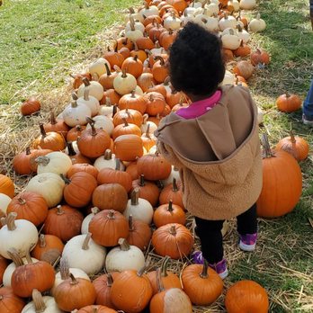 Kroll's Fall Harvest Farm - Cute pumpkins for sale - Pumpkin Patches Near Me - Waukegan, Illinois Kroll's Fall Harvest Farm - Cute pumpkins for sale - Pumpkin Patches Near Me - Waukegan, Illinois