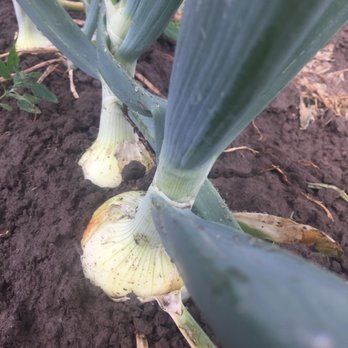 Terra Verde Farms - onions growing in the soil - Pick Your Own Farms Near Me - Everson, Washington