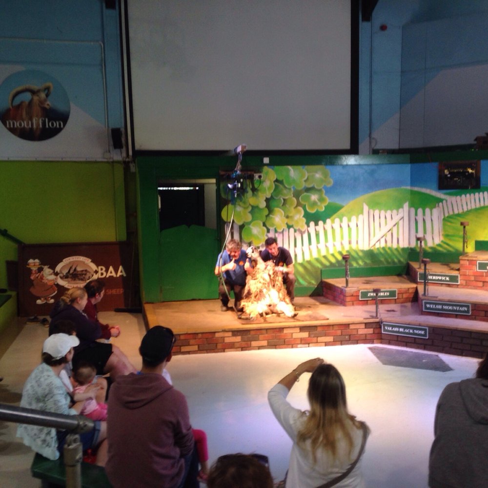 The Pig On The Hill - The sheep shearing show - Gastropubs Near Me - Westward Ho, DEV