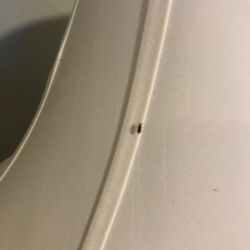 Immokalee Inn - Bugs EVERYWHERE!