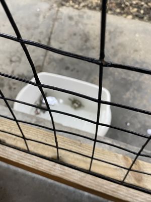 Georgia Sea Turtle Center by null