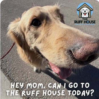 The Ruff House - Listen to your pups! They want to go to the Ruff House. - Pet Boarding Near Me - Castle Rock, Colorado The Ruff House - Listen to your pups! They want to go to the Ruff House. - Pet Boarding Near Me - Castle Rock, Colorado