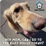 Photo of The Ruff House