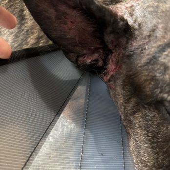 Fur Paws - Pet Groomers Near Me - Houston, Texas