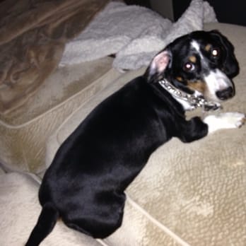 Grooming by Connie - Pet Groomers Near Me - Orange, California