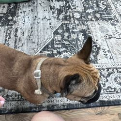 Frenchie Thrift