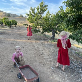 Mountain Brook Ranch - Cherry rows. - Fruits & Veggies Near Me - Clovis, California