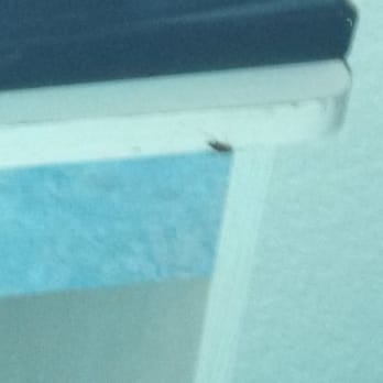 Motel 6 - friendly BUG that came out from under the TV to greet me. - Hotels Near Me - Bellflower, California Motel 6 - friendly BUG that came out from under the TV to greet me. - Hotels Near Me - Bellflower, California
