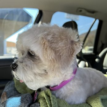 Southern Paws Grooming and Spa - Great cut! - Pet Groomers Near Me - La Follette, Tennessee Southern Paws Grooming and Spa - Great cut! - Pet Groomers Near Me - La Follette, Tennessee