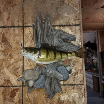 Memories Taxidermy - Perch - Taxidermy Near Me - Sanford, Michigan Memories Taxidermy - Perch - Taxidermy Near Me - Sanford, Michigan