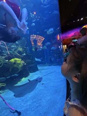 The Aquarium at Silverton Casino by null
