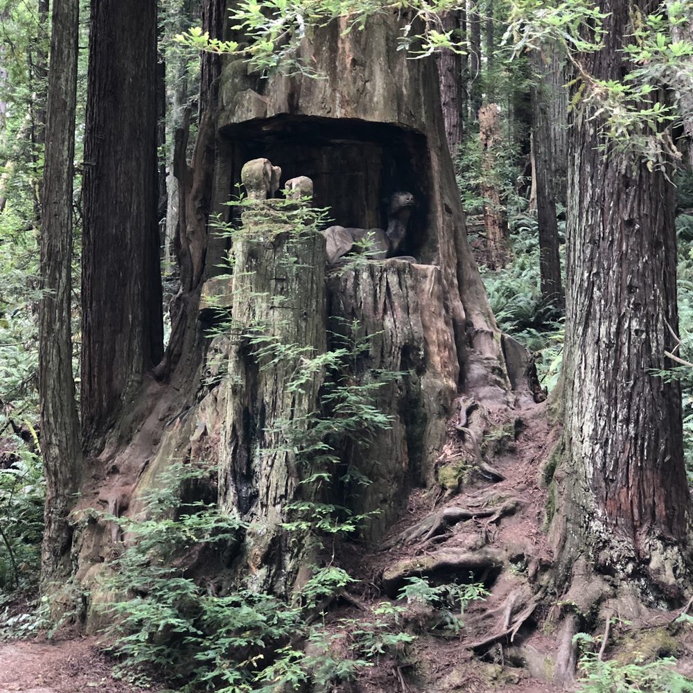 Redwood Park - Parks Near Me - Arcata, California Redwood Park - Parks Near Me - Arcata, California