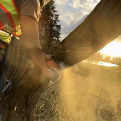 True Tree Service