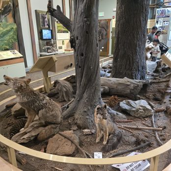 Calaveras Big Trees Visitor Center - Museum area - Visitor Centers Near Me - Arnold, California