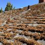 Photo of Moss-N-More