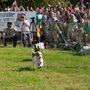 Photo of Red Rover Pet Services