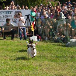 Red Rover Pet Services - "DOGtoberfest" Dachshund Derby aka Weiner Dog Races at 2017 Nashville Oktoberfest--join us for 2018!
