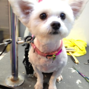 labrador and golden retriever mix breed