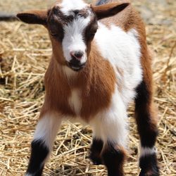 Prancing Pony Farm - Nigerian Dwarf doeling