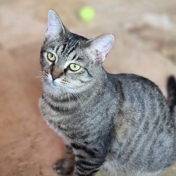 Cara's Cat Cafe - Themed Cafes Near Me - Destin, Florida