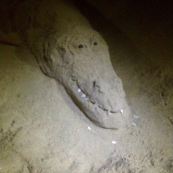 Sanctuary At False Cape - Beware of sand alligators at night! - Resorts Near Me - Virginia Beach, Virginia Sanctuary At False Cape - Beware of sand alligators at night! - Resorts Near Me - Virginia Beach, Virginia