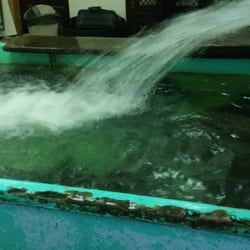 Duwell Fish - The pool where you can pick'em yourself