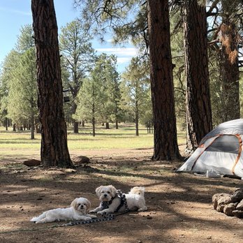 Doggie Steps Dog Training - Pet Training Near Me - Chandler, Arizona Doggie Steps Dog Training - Pet Training Near Me - Chandler, Arizona