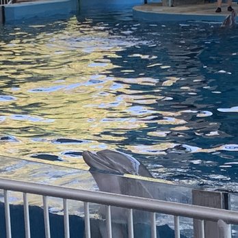 Six Flags Discovery Kingdom - Dolphin show - Amusement Parks Near Me - Vallejo, California Six Flags Discovery Kingdom - Dolphin show - Amusement Parks Near Me - Vallejo, California