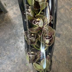 Schaefer Wholesale Florist - Orchids from holland