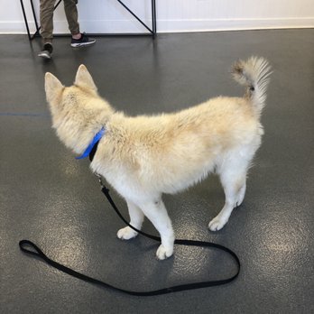 The Puppy Shop - Before - Pet Groomers Near Me - Berwyn, Illinois