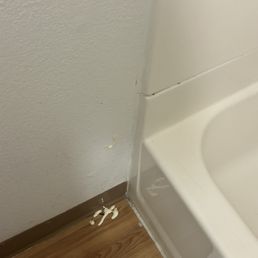 Roach drenched in conditioner