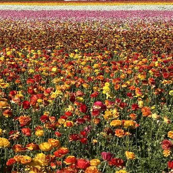 The Flower Fields - Venues & Event Spaces Near Me - Carlsbad, California The Flower Fields - Venues & Event Spaces Near Me - Carlsbad, California