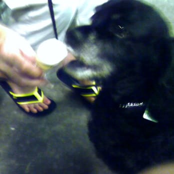 Abbott's Frozen Custard - Maggie Mae loves her Abbotts ice Cream Cone... just makes her day! - Ice Cream & Frozen Yogurt Near Me - Vero Beach, Florida Abbott's Frozen Custard - Maggie Mae loves her Abbotts ice Cream Cone... just makes her day! - Ice Cream & Frozen Yogurt Near Me - Vero Beach, Florida