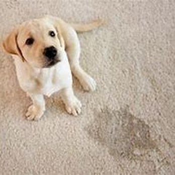 Scotty's Carpet Care - Carpet Cleaning Near Me - Elkton, Florida Scotty's Carpet Care - Carpet Cleaning Near Me - Elkton, Florida