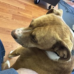 Bobbys Barber Shop - Cooper the Dog